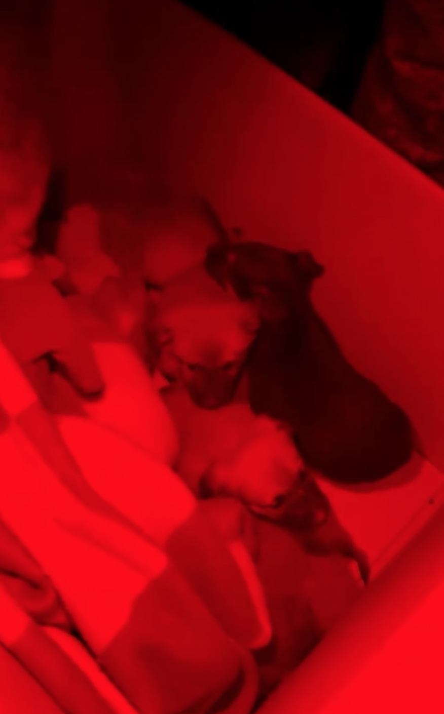 Ukrainian drone operators turned a routine combat assignment into a compassionate rescue after discovering five trapped puppies near their positions Defense Express From Combat to Compassion: Ukrainian Fighters Evacuate Puppies Using Robotic Platform (Video)