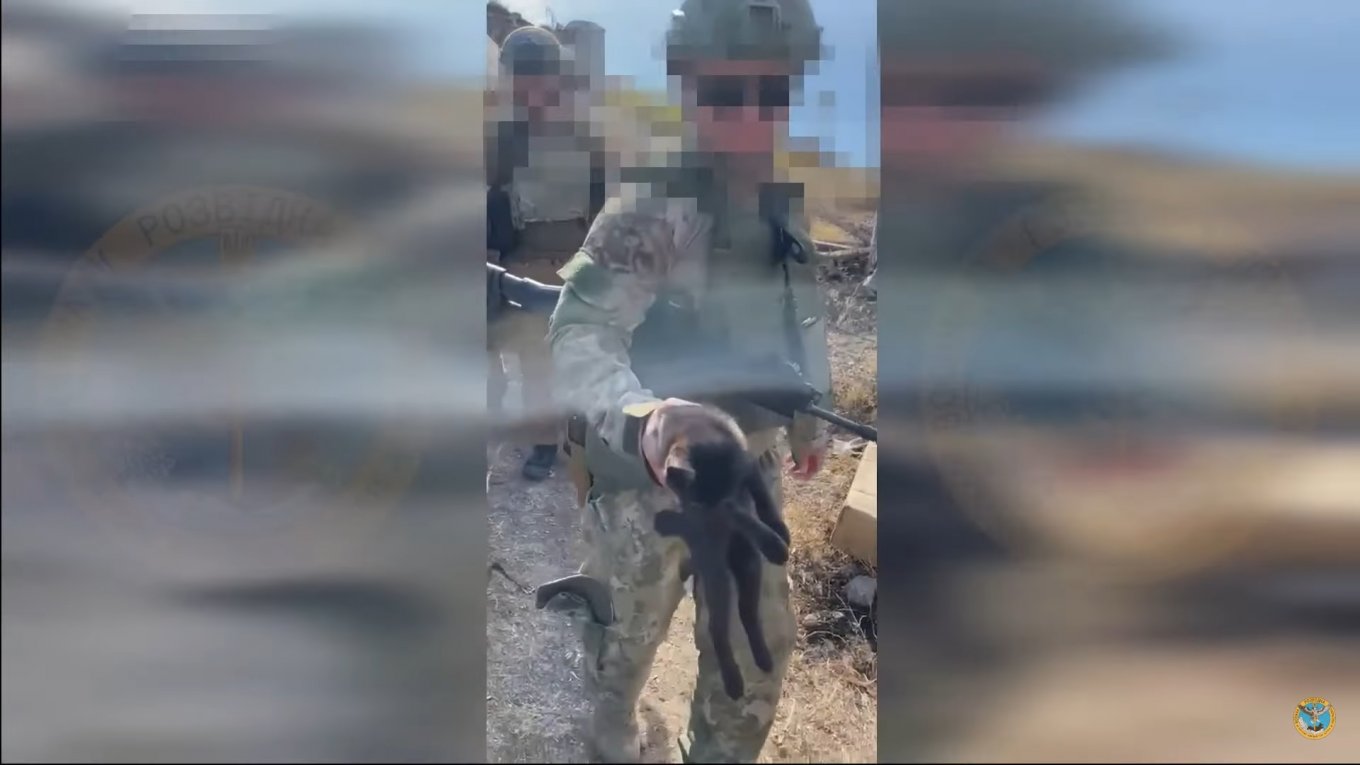 Ukrainian military rescued a Ukrainian cat on Snake Island, Defense Express