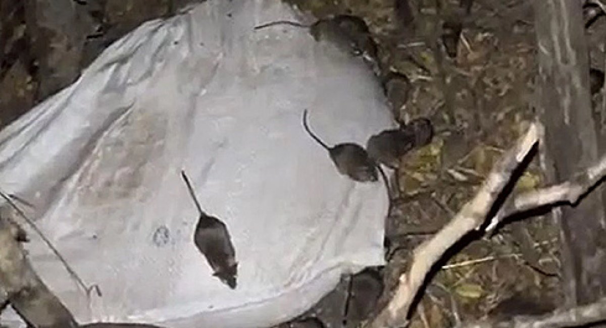 Rodent Problem Army The UK Defense Intelligence: Another Issue on the Front Line | Defense ...