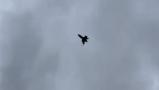 ​Ukraine Launches Production of Bullet Anti-aircraft Drone, Accelerating to 309 km/h