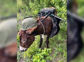 russian Troops Apparently Deploy Donkeys in Helmets as Mobile Electronic Warfare Stations Now