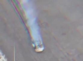 ​Ukrainian FPV Drone Destroys Rare $2 Million russian Typhoon Armored Vehicle (Video)