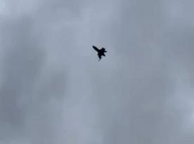 Ukrainian Units Receive Domestic Bullet Anti-aircraft Drones: Current Production Volumes Revealed