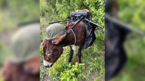 russian Troops Apparently Deploy Donkeys in Helmets as Mobile Electronic Warfare Stations Now