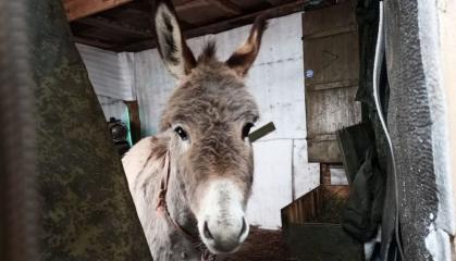 A russian Official Explained Appearance of 'Donkey Forces' on Frontline and Referenced Kamikaze Dogs