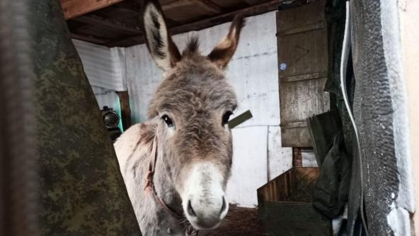 A russian Official Explained Appearance of 'Donkey Forces' on Frontline and Referenced Kamikaze Dogs