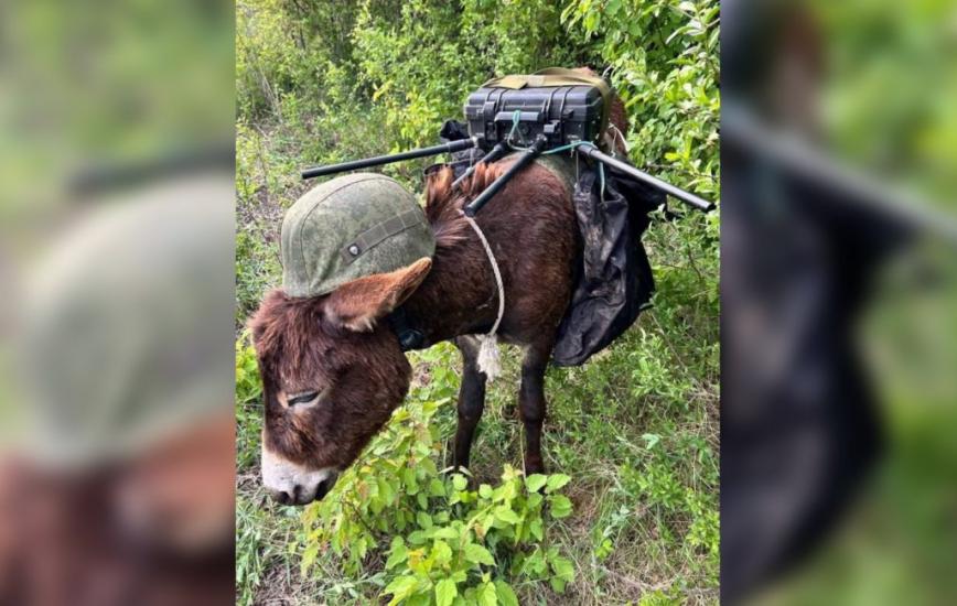 russian Troops Apparently Deploy Donkeys in Helmets as Mobile Electronic Warfare Stations Now